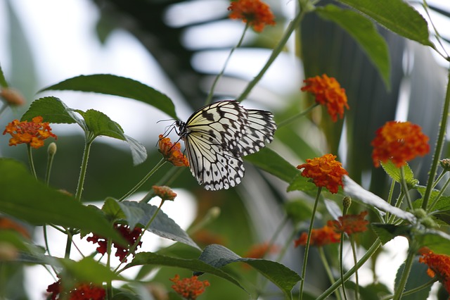 butterfly-in-garden