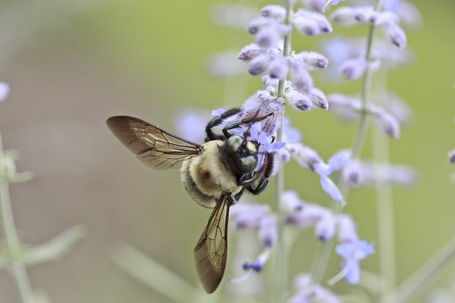 bee - Treating Allergies – Home Style