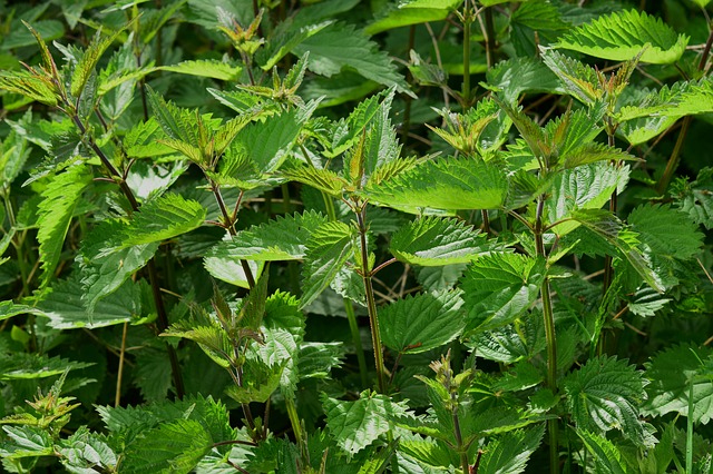 stinging nettle - Treating Allergies – Home Style
