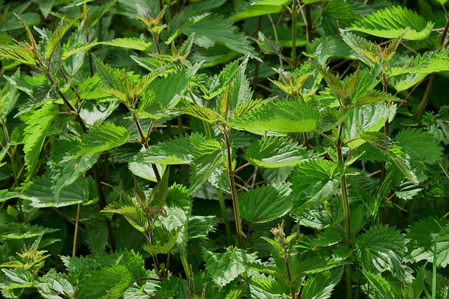 stinging-nettle