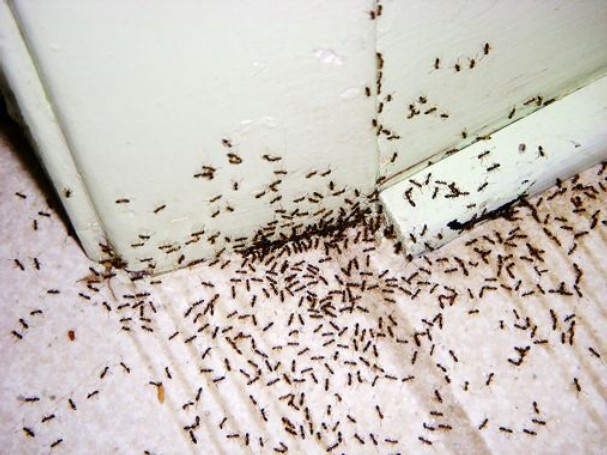 ants_infestation
