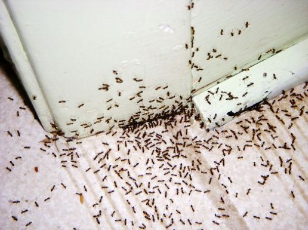 ants infestation - Tidy Home, Mellow Mind