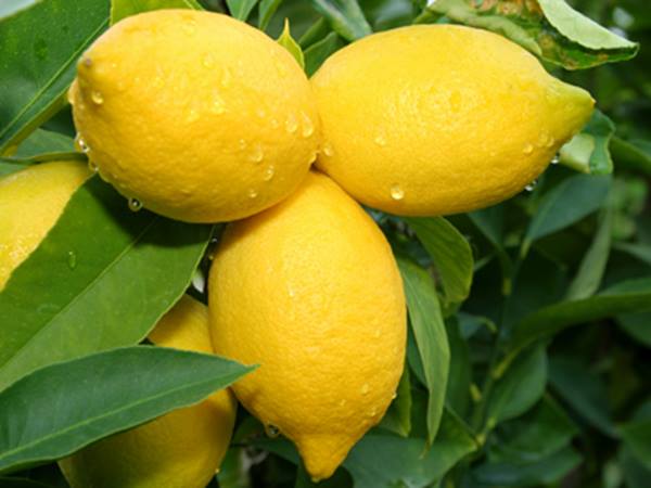 lemons - Those Were the Ways!