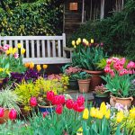 growing-a-new-easter-garden