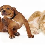 dog-and-cat-pets-infected-with-fleas-and-other-pests-scratching
