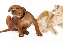 Home Remedies for Flea Relief dog-and-cat-pets-infected-with-fleas-and-other-pests-scratching