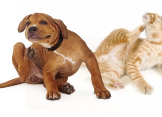 Home Remedies for Flea Relief dog-and-cat-pets-infected-with-fleas-and-other-pests-scratching