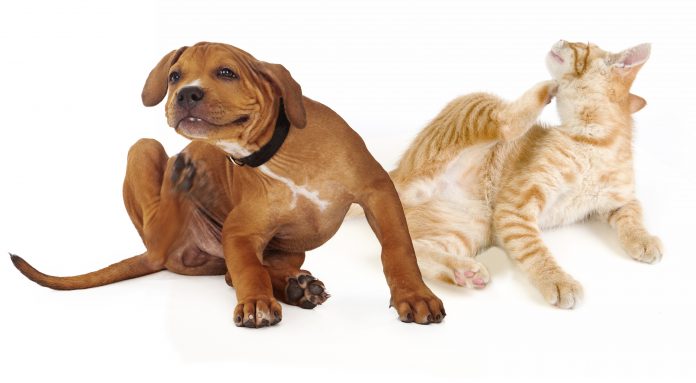 dog-and-cat-pets-infected-with-fleas-and-other-pests-scratching
