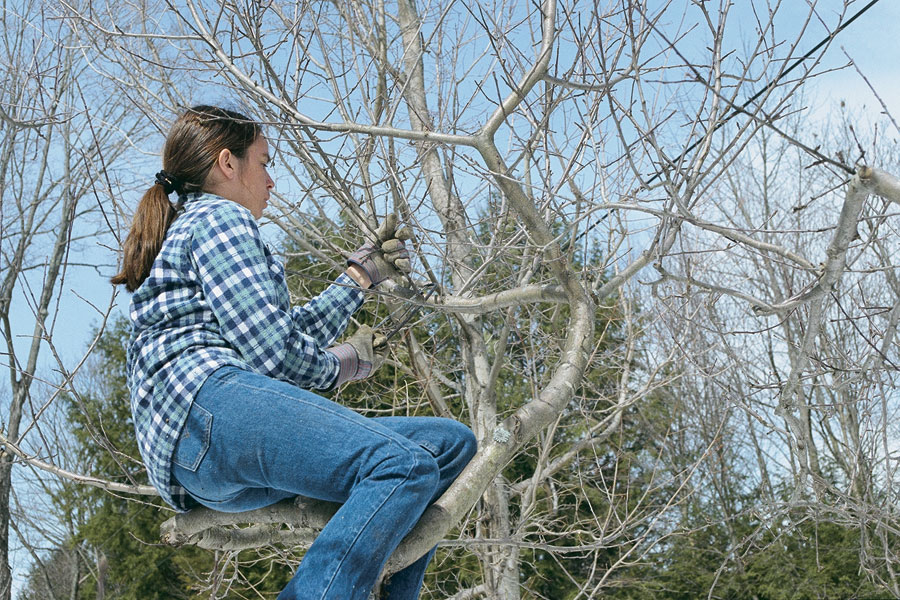 3 2 - The Ultimate Snip: Pruning Your Garden