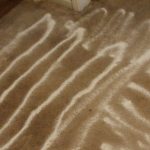 coating-floor-with-baking-soda-flea-home-remedy-pest-killer