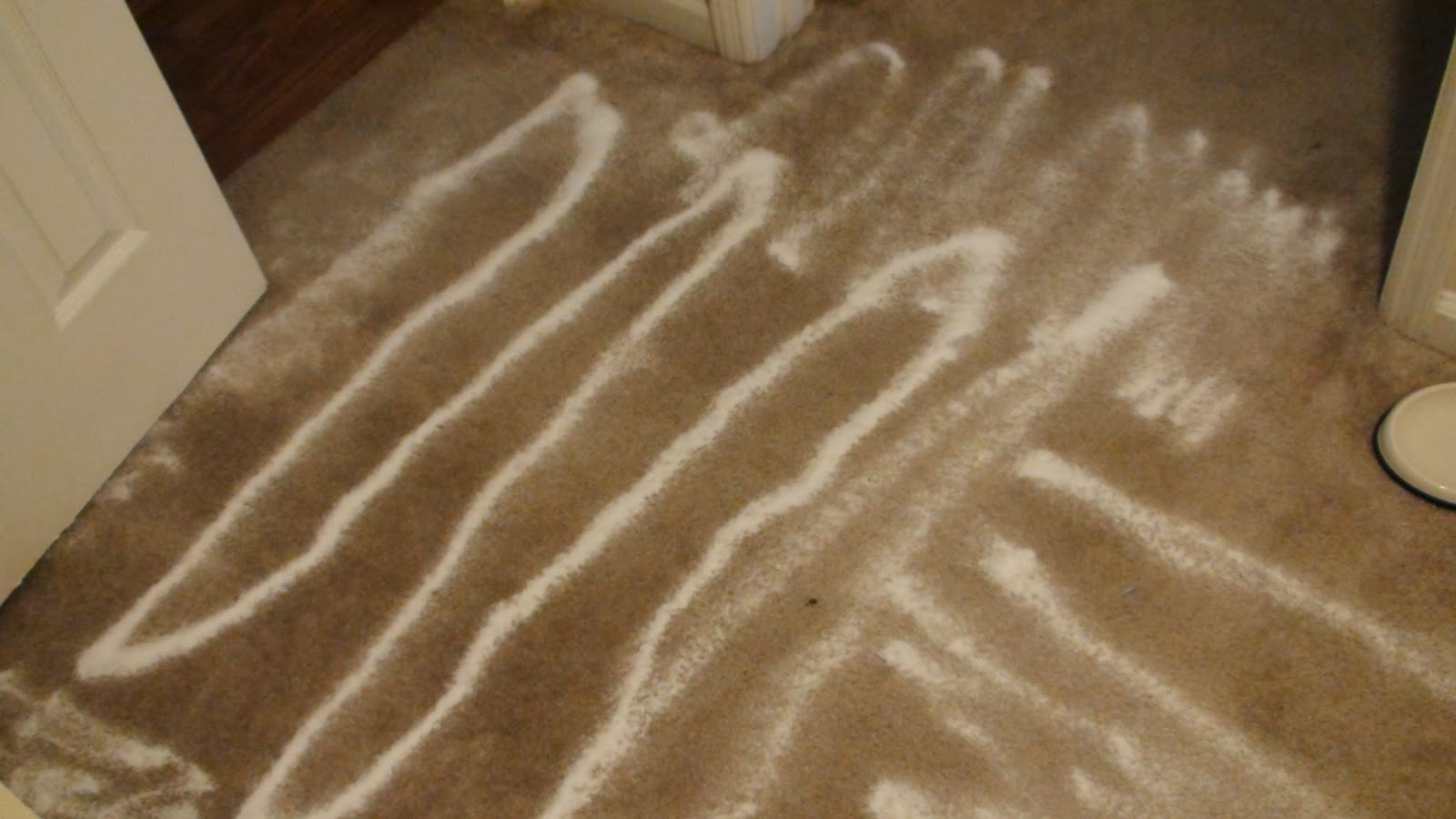 Coating Floor With Baking Soda Flea, Home Remedies For Fleas On Hardwood Floors