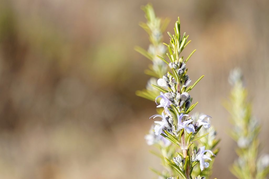 rosemary-herbal-remedy-for-fleas-and-other-pests