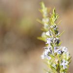 rosemary-herbal-remedy-for-fleas-and-other-pests