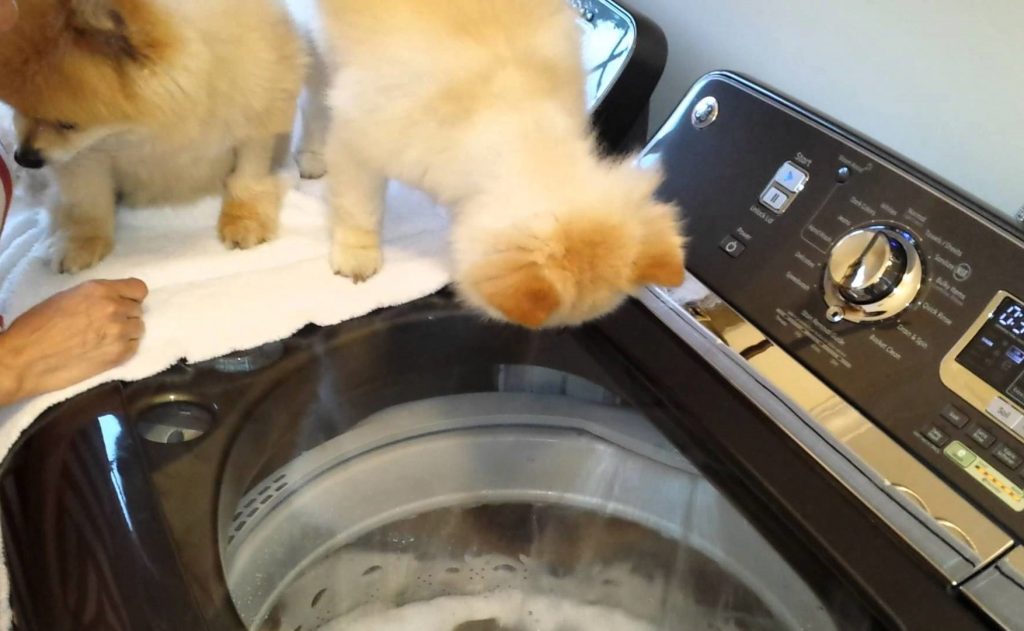pets-debating-on-jumping-into-the-washer-to-get-rid-of-fleas-home-remedy