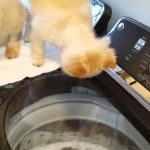 pets-debating-on-jumping-into-the-washer-to-get-rid-of-fleas-home-remedy