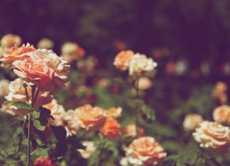 The Ultimate Snip: Pruning Your Garden backyard-rose-garden-for-the-ideal-home-beautiful-flowers