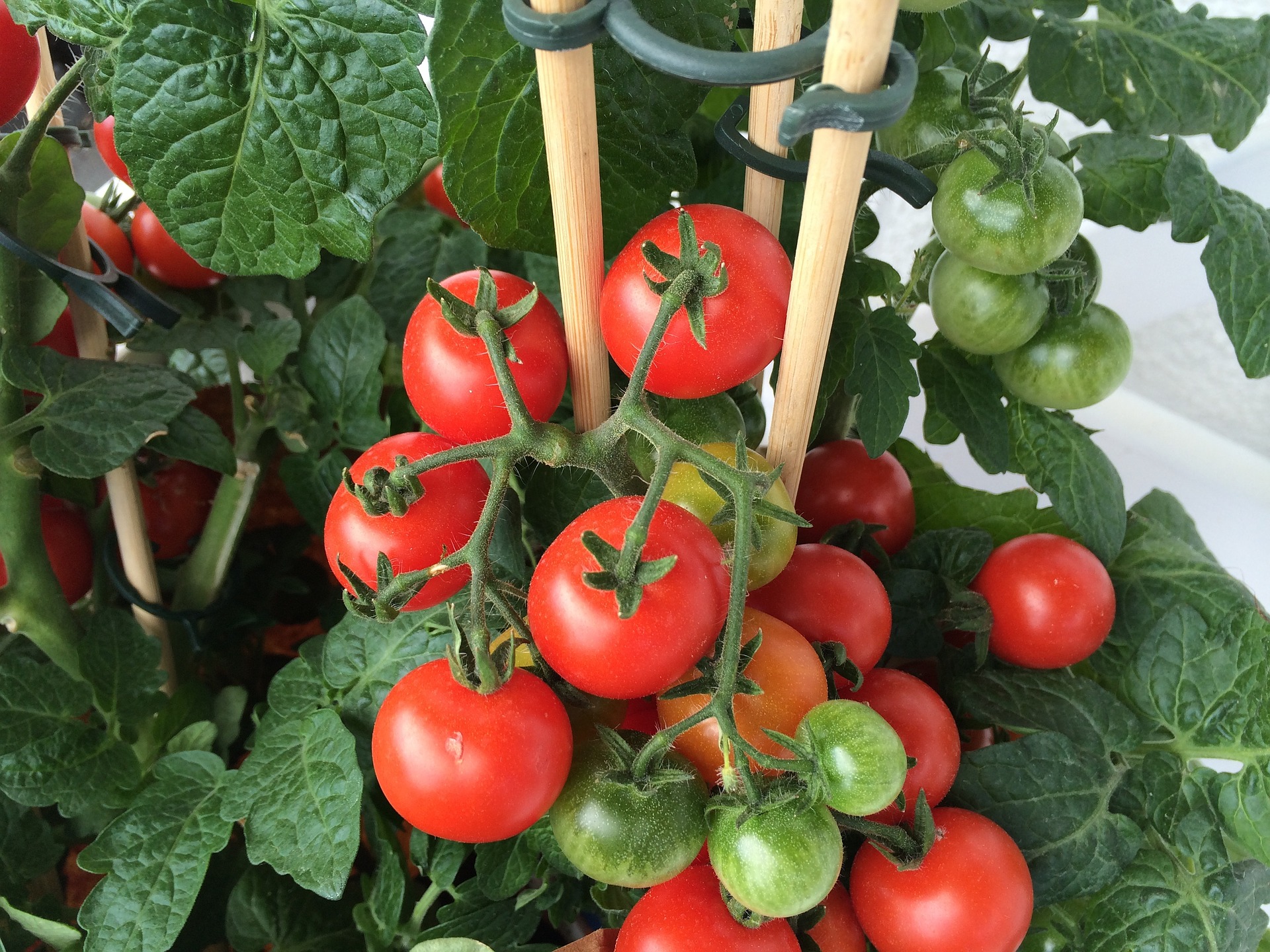 Bamboo stakes support growing tomatoes. - The Tomato Tutorial: Tips on How to Grow Your Own Tomatoes