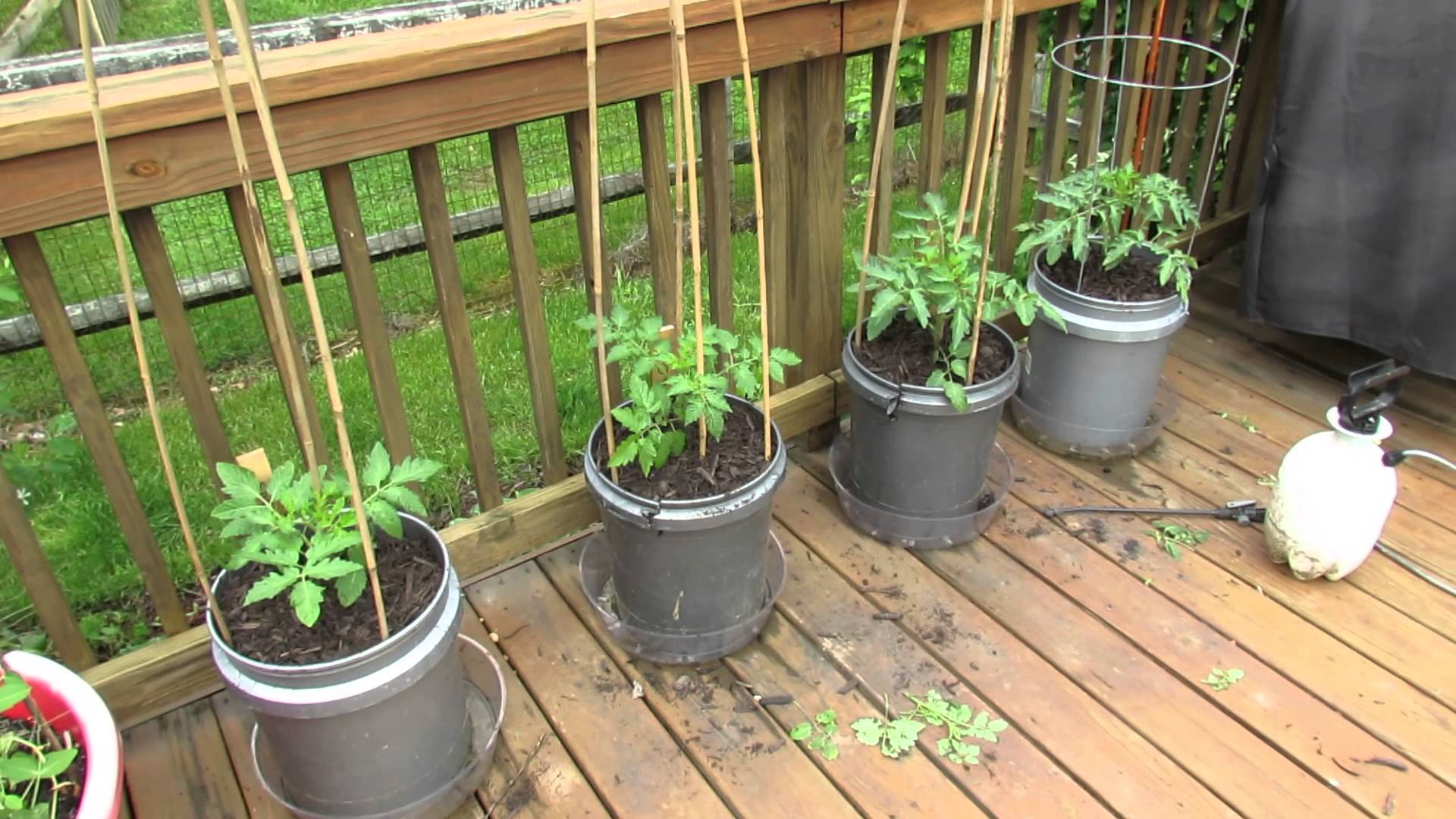 Preparing for large tomato plant growth. - The Tomato Tutorial: Tips on How to Grow Your Own Tomatoes