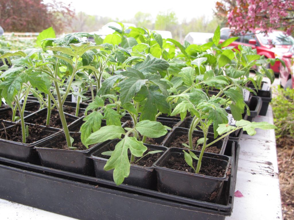 Tomato seed tray. 1024x768 - The Tomato Tutorial: Tips on How to Grow Your Own Tomatoes